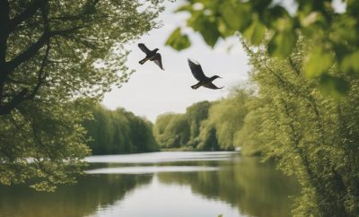 Top Birdwatching Spots Near Stoke-on-Trent: A How-To Guide