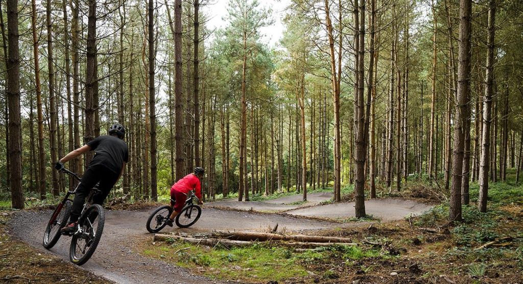 Cannock Chase Forest Exploration